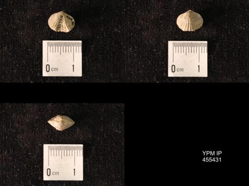 Platystrophia morrowensis