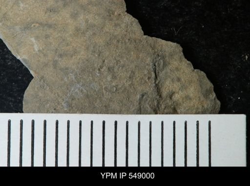 undet. Ostracoda