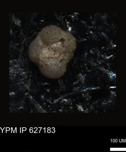 undet. Foraminiferida