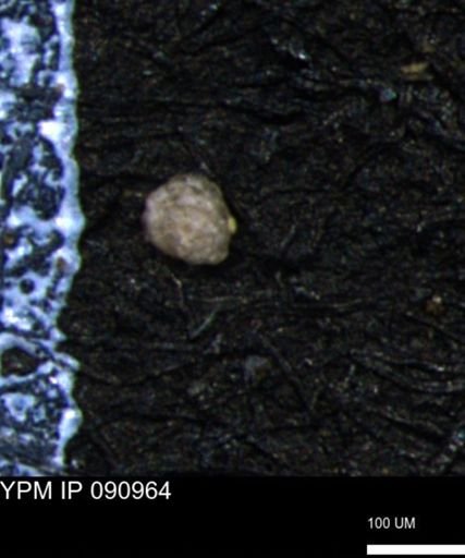 Glomospira tortuosa