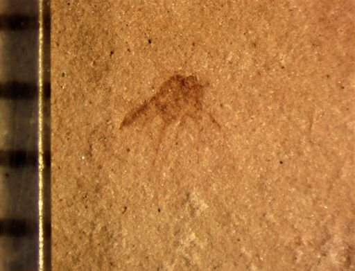 undet. Diptera