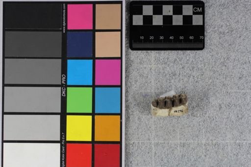 Merycoidodon culbertsoni