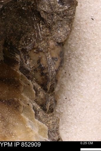 Limopsis striatopunctatus