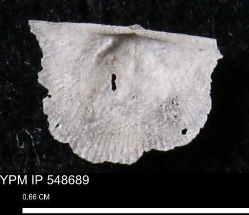Stropheodonta perplana