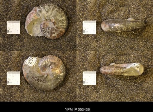 Discoscaphites conradi