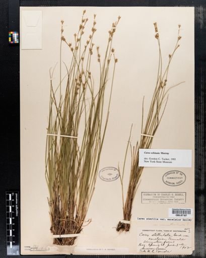 Carex sterilis