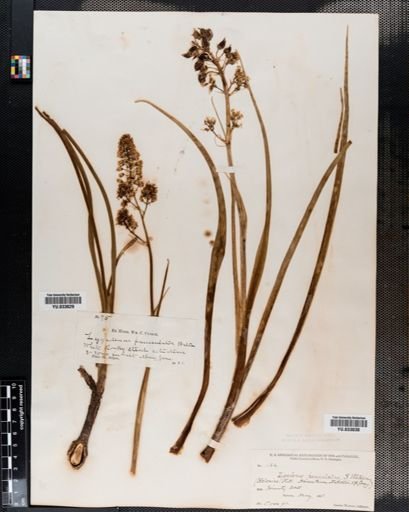 Plantae