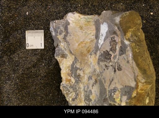 Hoploscaphites nicolletii?