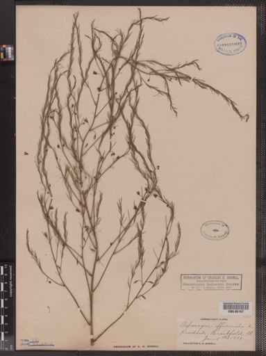 Asparagus officinalis