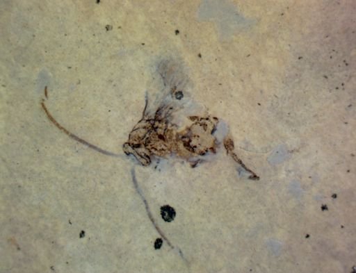 Hymenoptera?