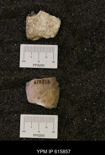 Baculites sp.