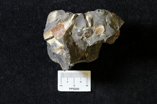 Inoceramus sp.