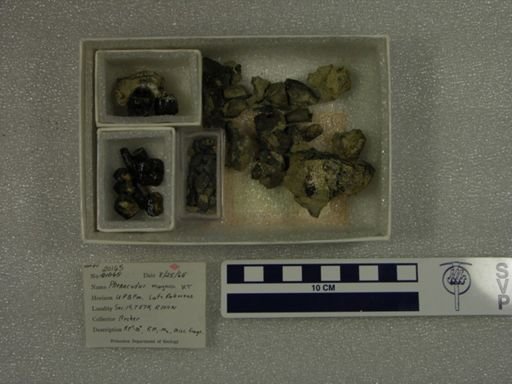 Phenacodus magnus