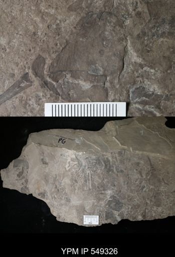undet. Eurypterida