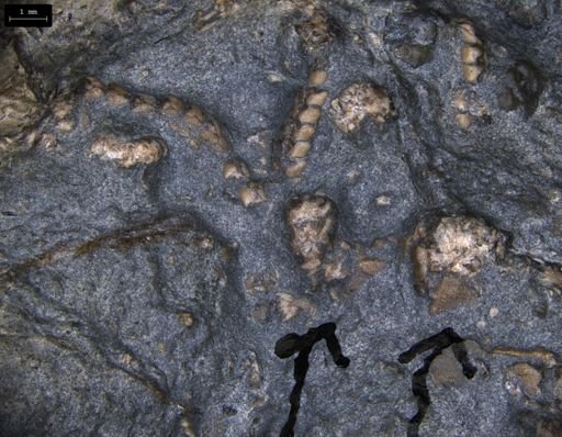 Aplocoma damesii