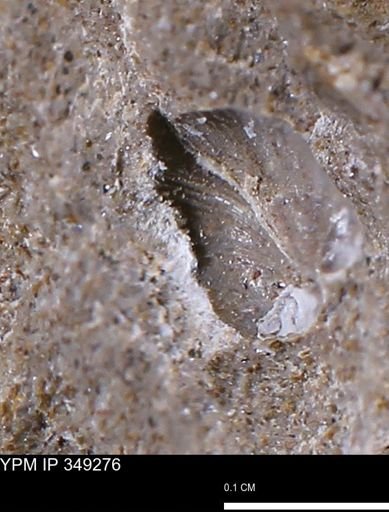 Limopsis striatopunctatus
