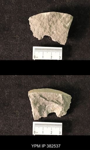 Spirifer cameratus