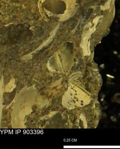 Corbulamella sp.