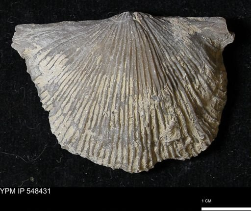 Stropheodonta kemperi