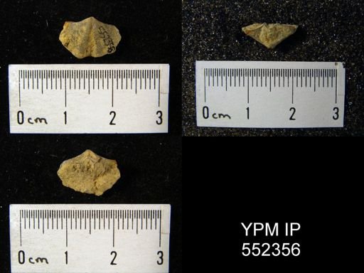 undet. Cyrtinoidea