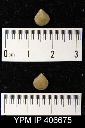 Nucleospira pisiformis