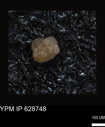 undet. Foraminiferida