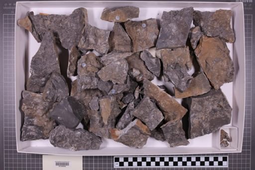 mixed taxa, stratigraphic collection