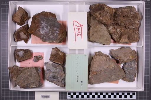 mixed taxa, stratigraphic collection