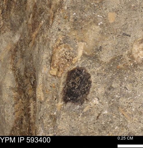 taxon undetermined