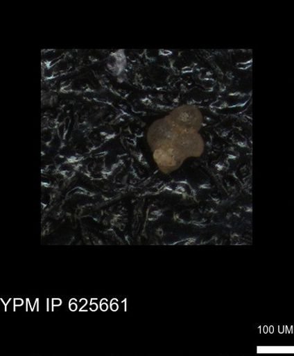 undet. Foraminiferida