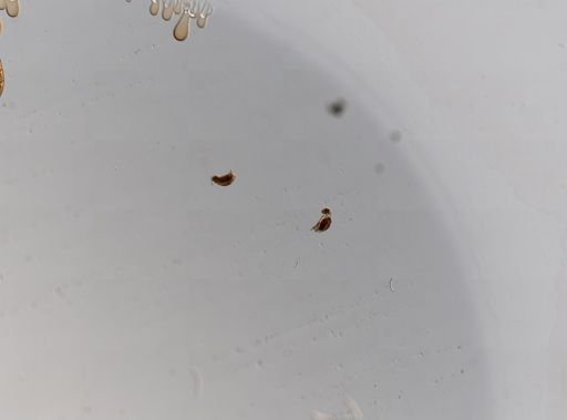 Cephalodella crassipes