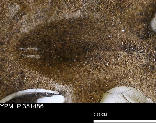 undet. Bivalvia