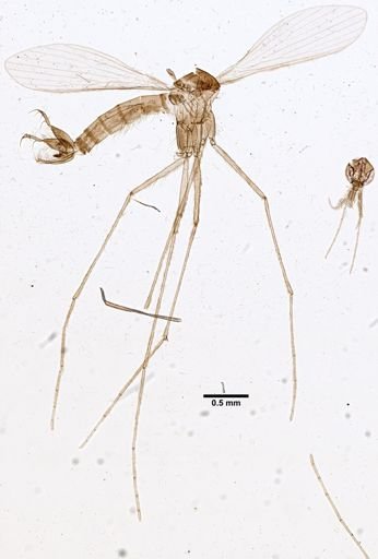 Lutzomyia auraensis