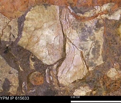 undet. Mollusca