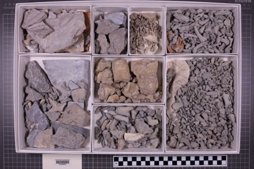 mixed taxa, stratigraphic collection