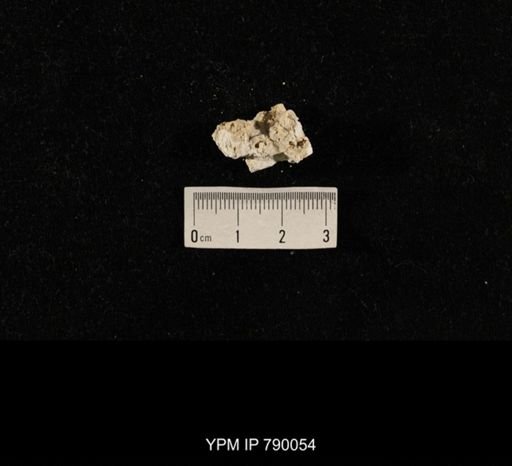 undet. Brachiopoda; shell hash with