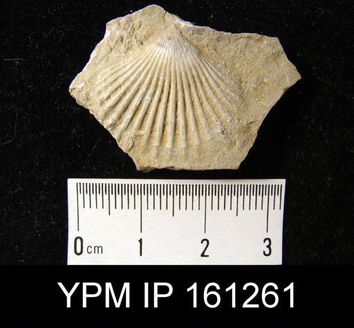 Orthis flabellites