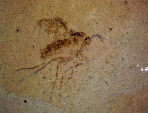 undet. Diptera