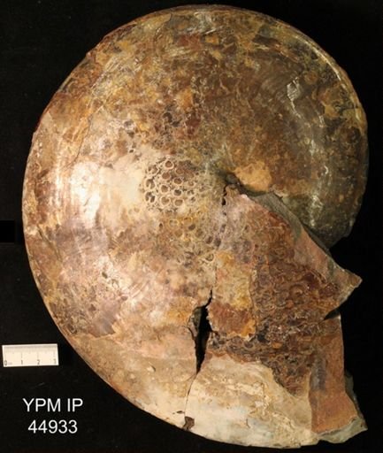 Sphenodiscus lenticularis