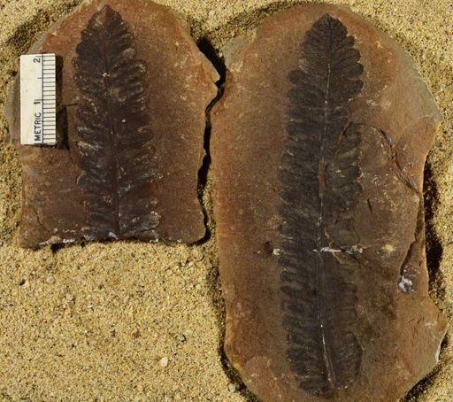 Pecopteris