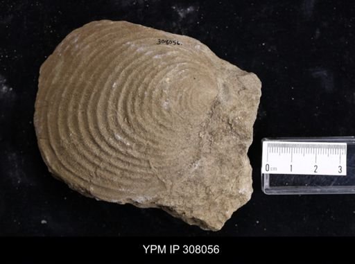 Inoceramus?