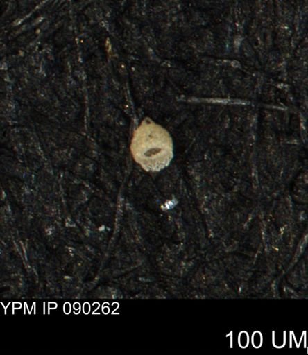 Clathrocyclas (Clathrocyclas) irrasa