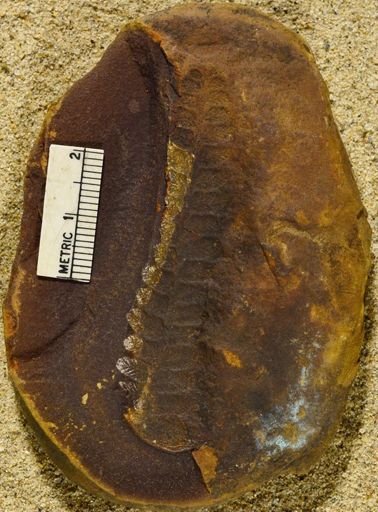 Pecopteris