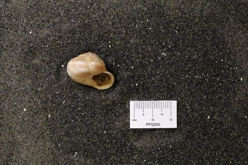 Helix sp.