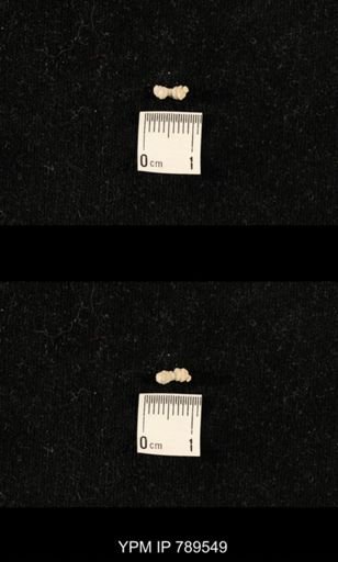 undet. Bryozoa