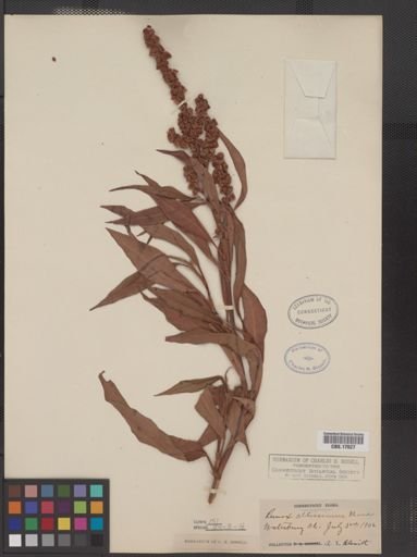 Rumex altissimus
