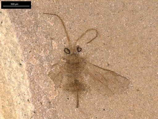 taxon undetermined