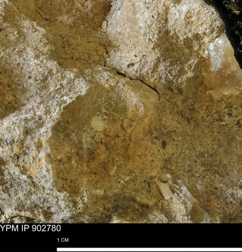 undet. Mollusca