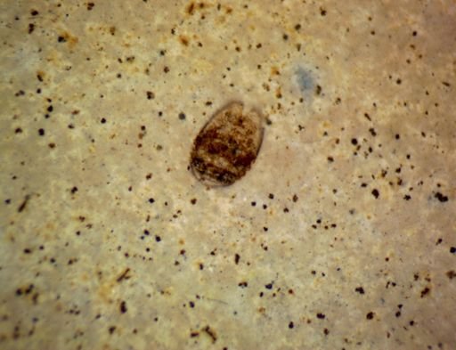 Coleoptera?