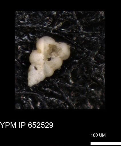 undet. Foraminiferida